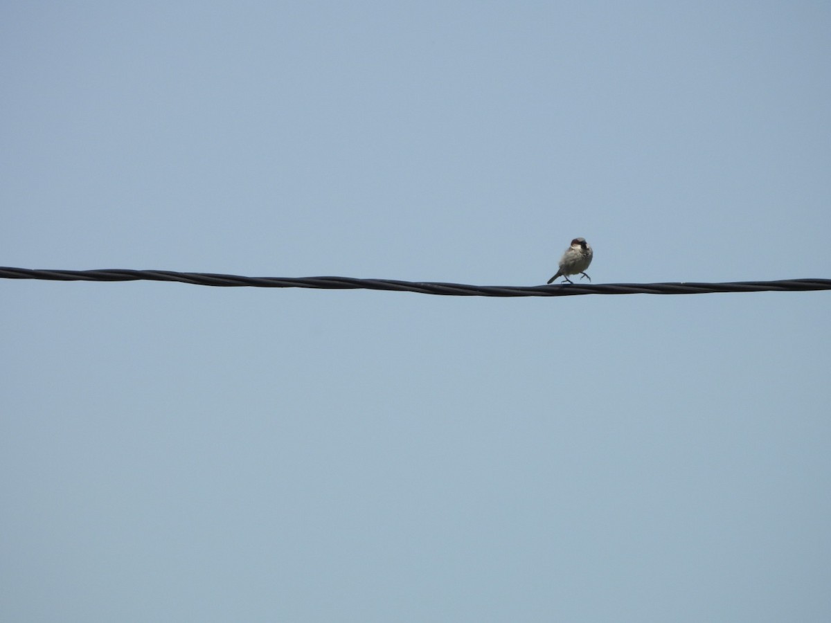 House Sparrow - Dariusz Juńczyk