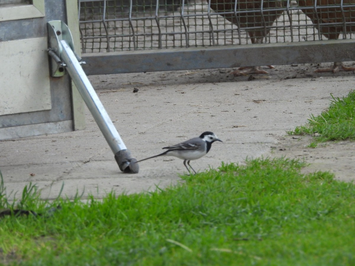 White Wagtail - Dariusz Juńczyk