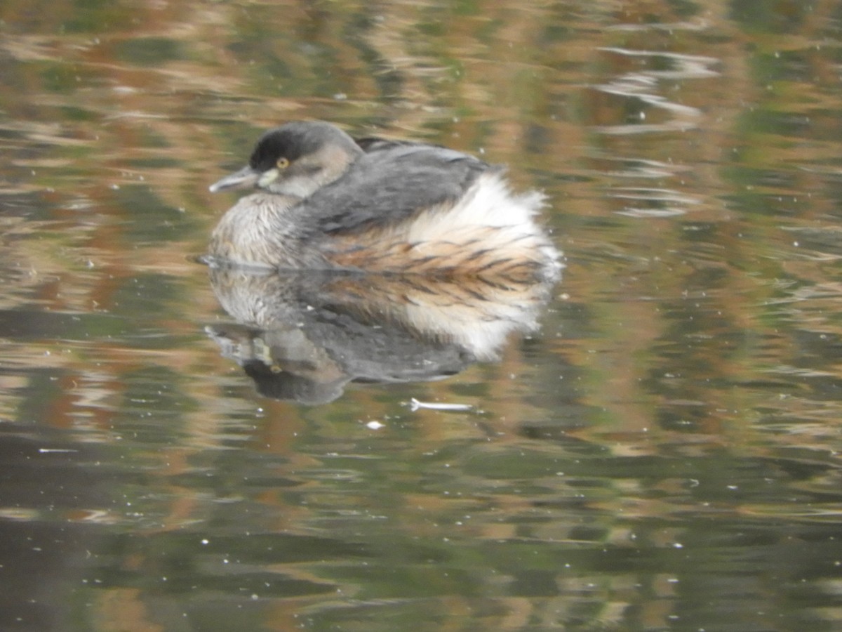 Australasian Grebe - Charles Silveira