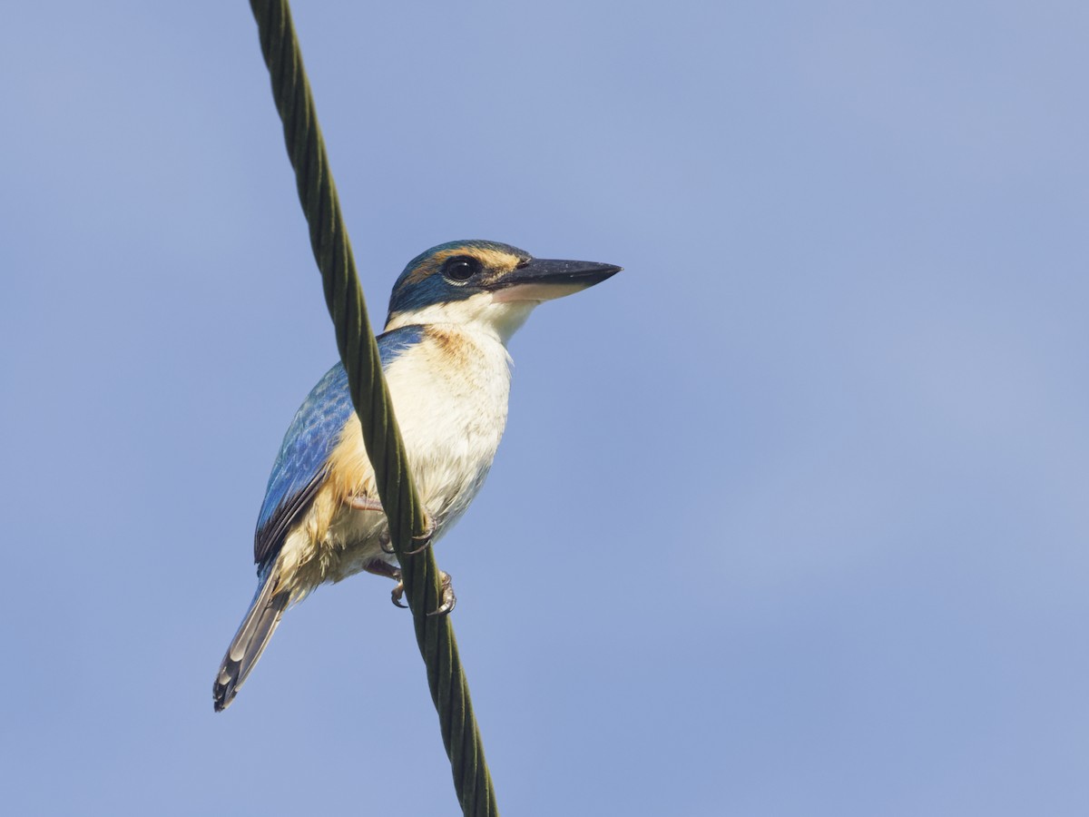 Pacific Kingfisher - Angus Wilson