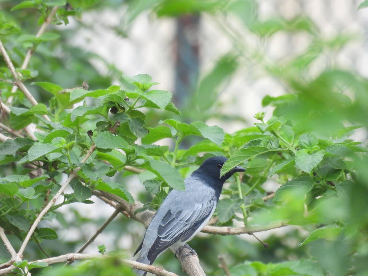 Black-headed Cuckooshrike - Praveen Tangirala