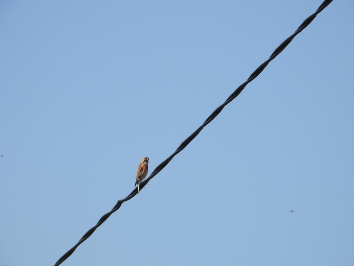 Eurasian Linnet - Dariusz Juńczyk