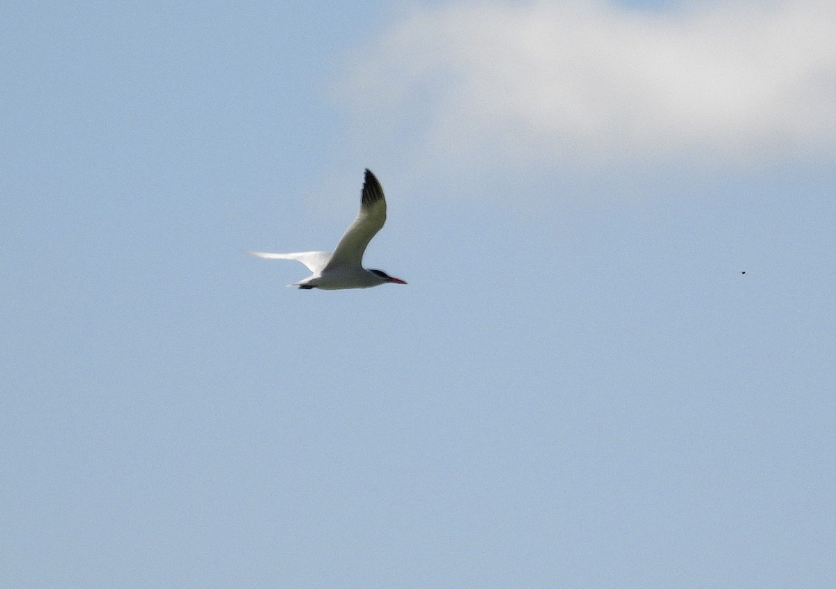 Caspian Tern - Alfonso Rodrigo