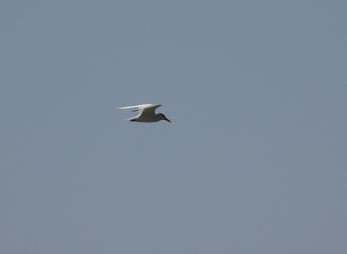 Caspian Tern - Alfonso Rodrigo