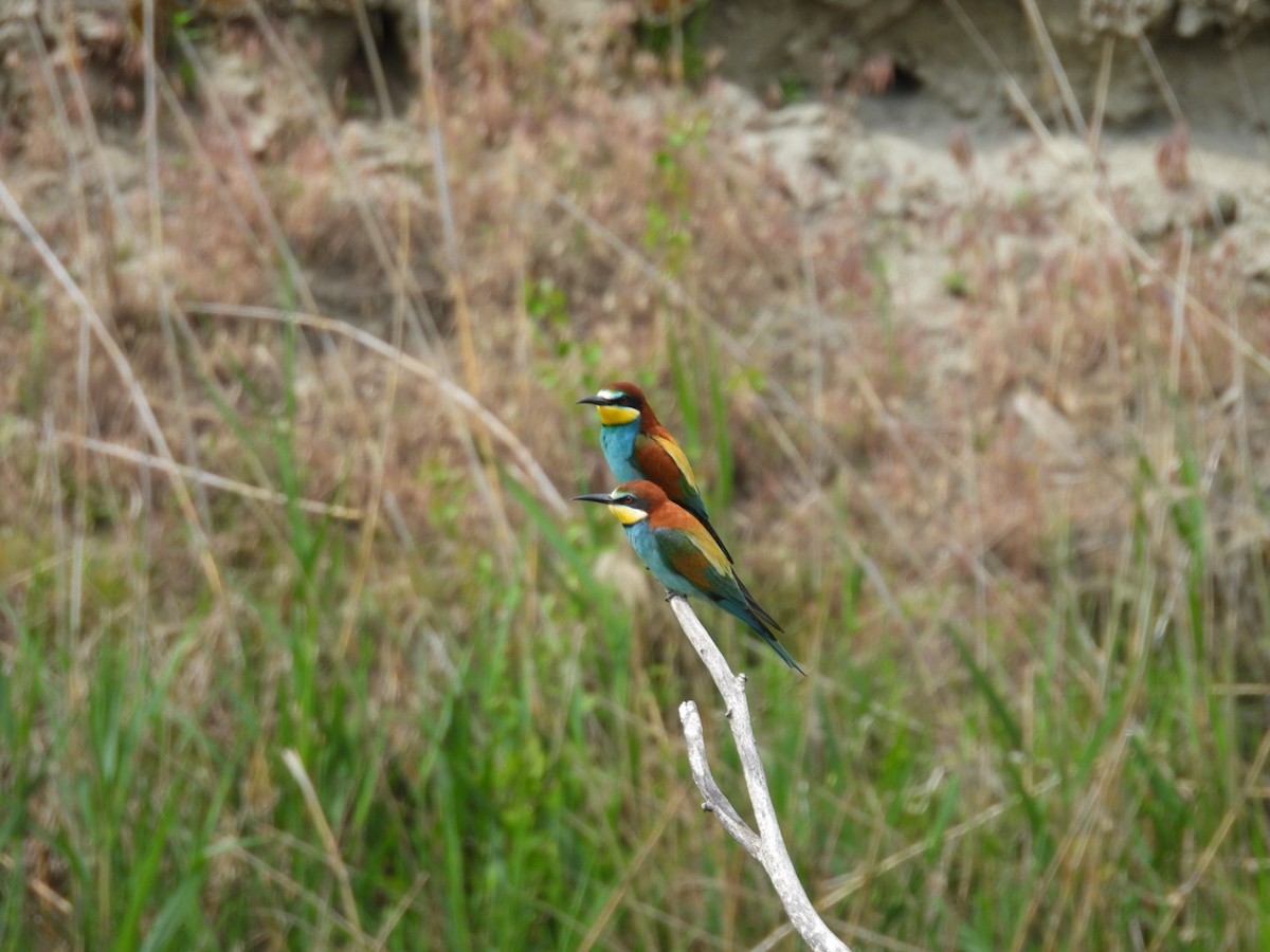 European Bee-eater - Elwin van Breemen