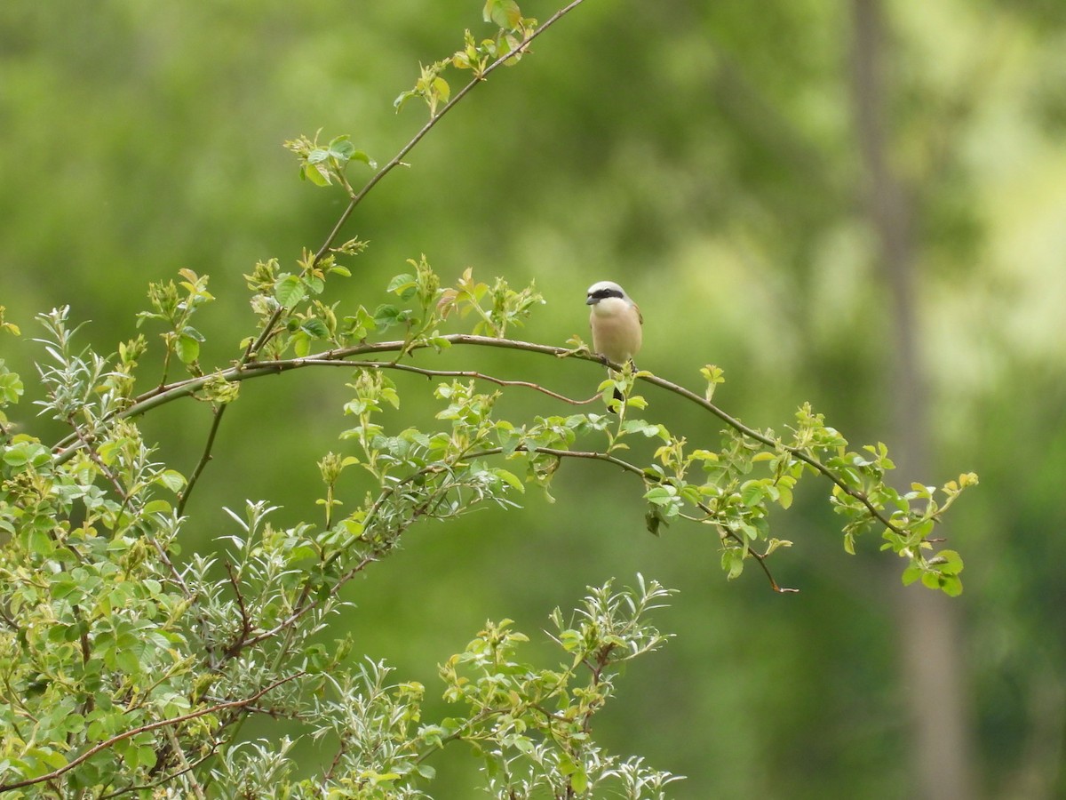 Red-backed Shrike - ML619272853