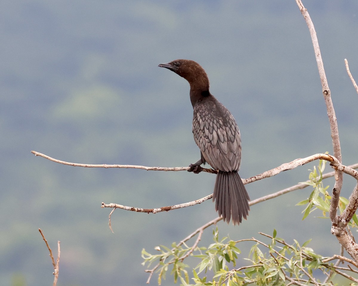 Pygmy Cormorant - ML619272855