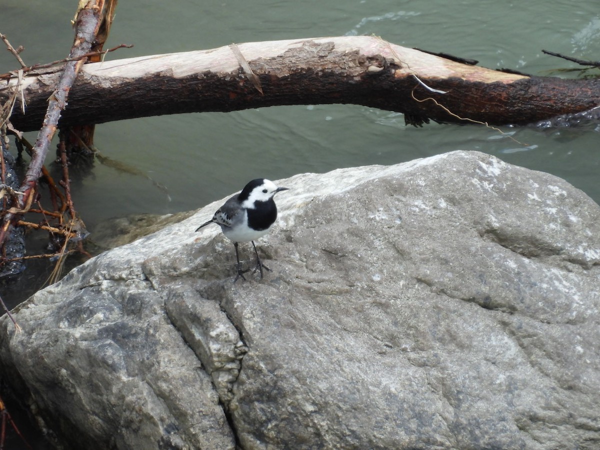 White Wagtail - ML619272861