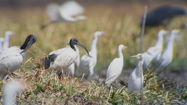 African Sacred Ibis - ML619272863