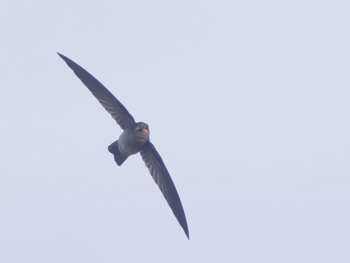 White-rumped Swiftlet - Angus Wilson