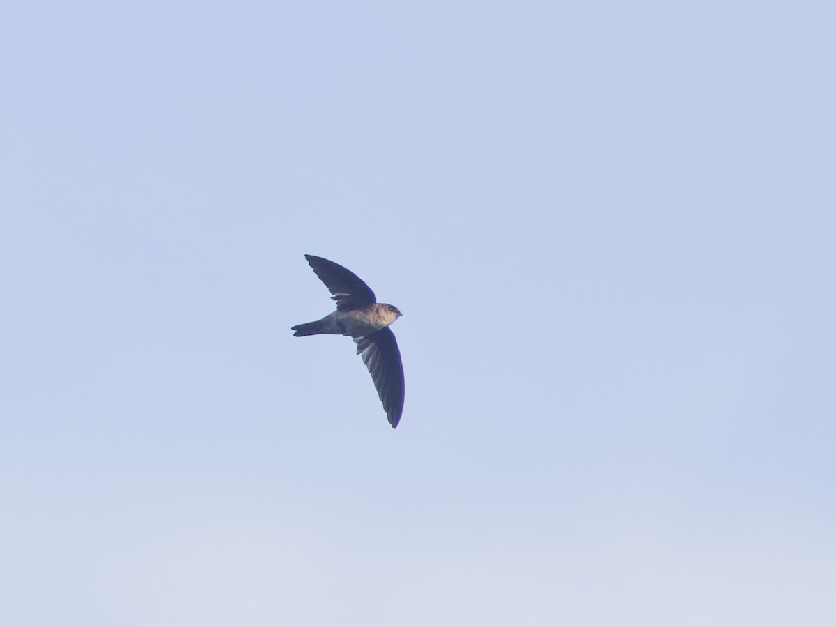 White-rumped Swiftlet - Angus Wilson