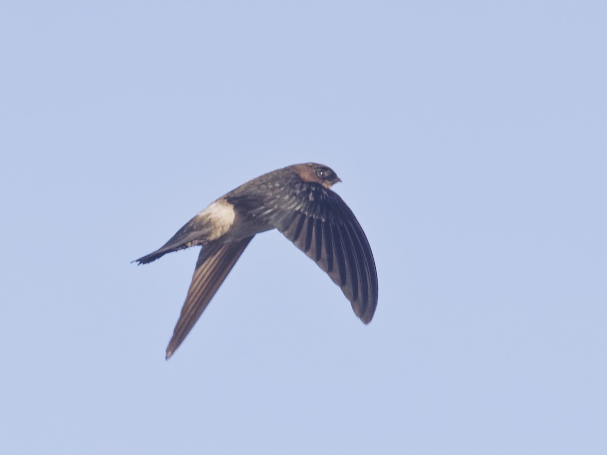 White-rumped Swiftlet - Angus Wilson