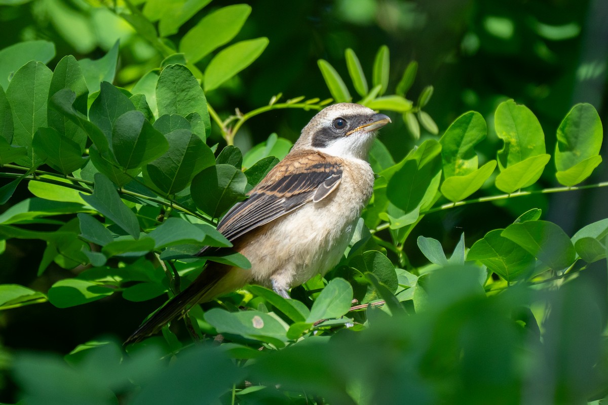 Long-tailed Shrike - Kaiyuan Li