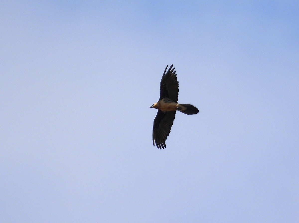 Bearded Vulture - Alfonso Rodrigo