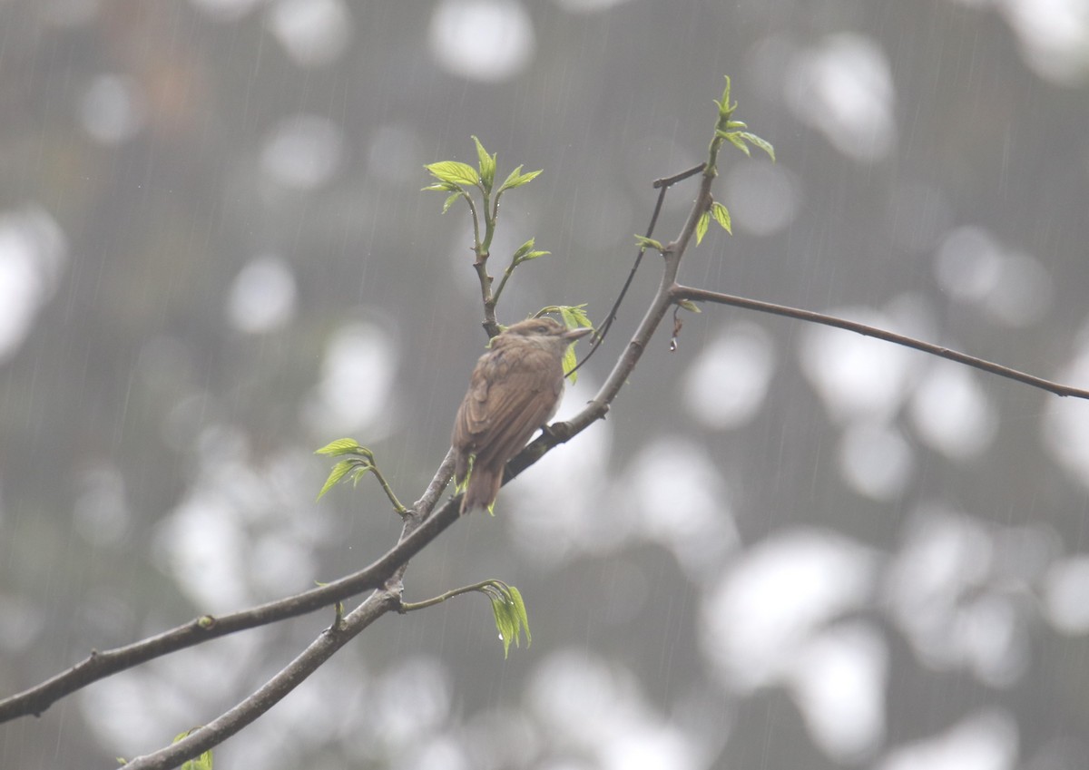 Large Woodshrike - ML619272897