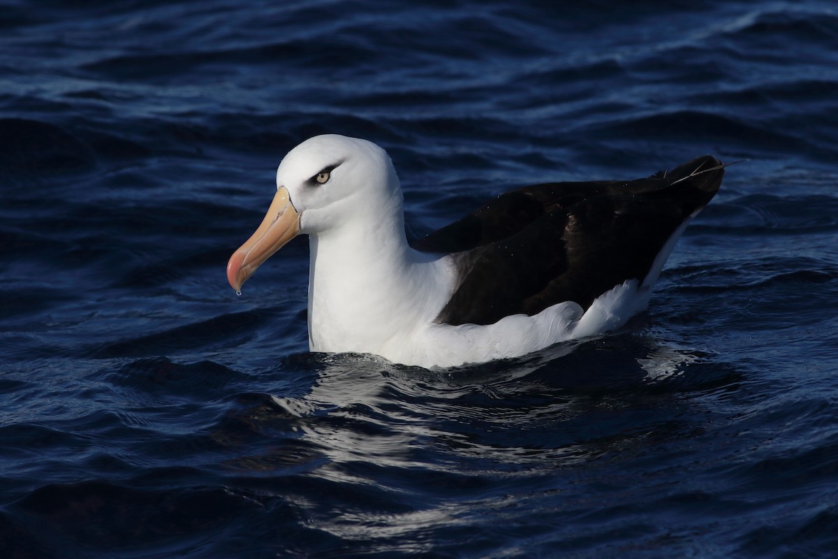 Schwarzbrauenalbatros (Campbellalbatros) - ML619272908