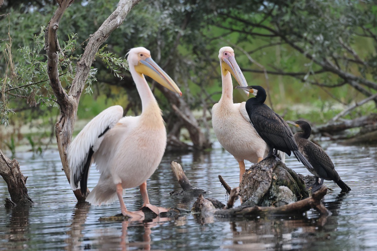 Great White Pelican - Sam Shaw