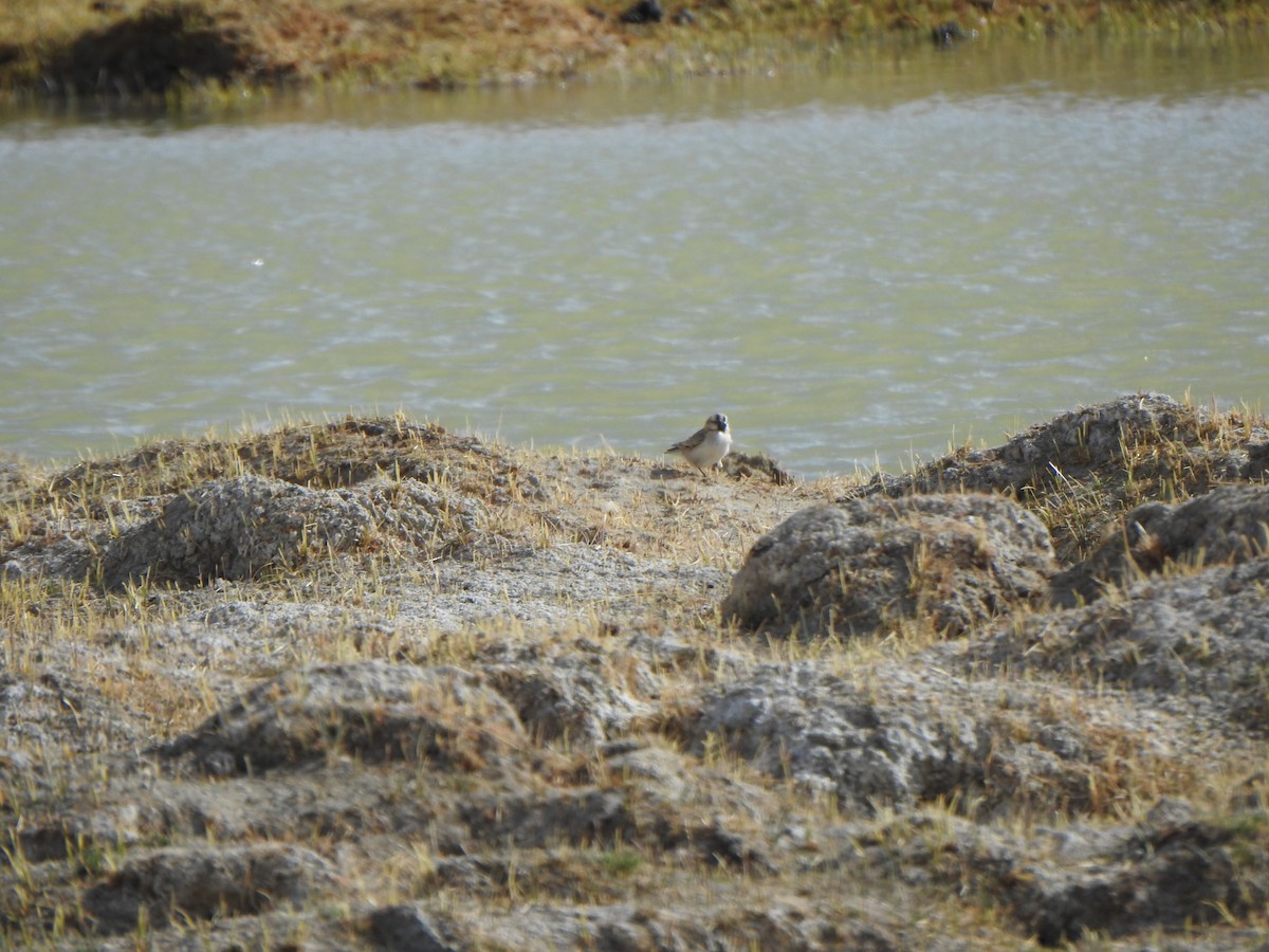 Blanford's Snowfinch - ML619272927