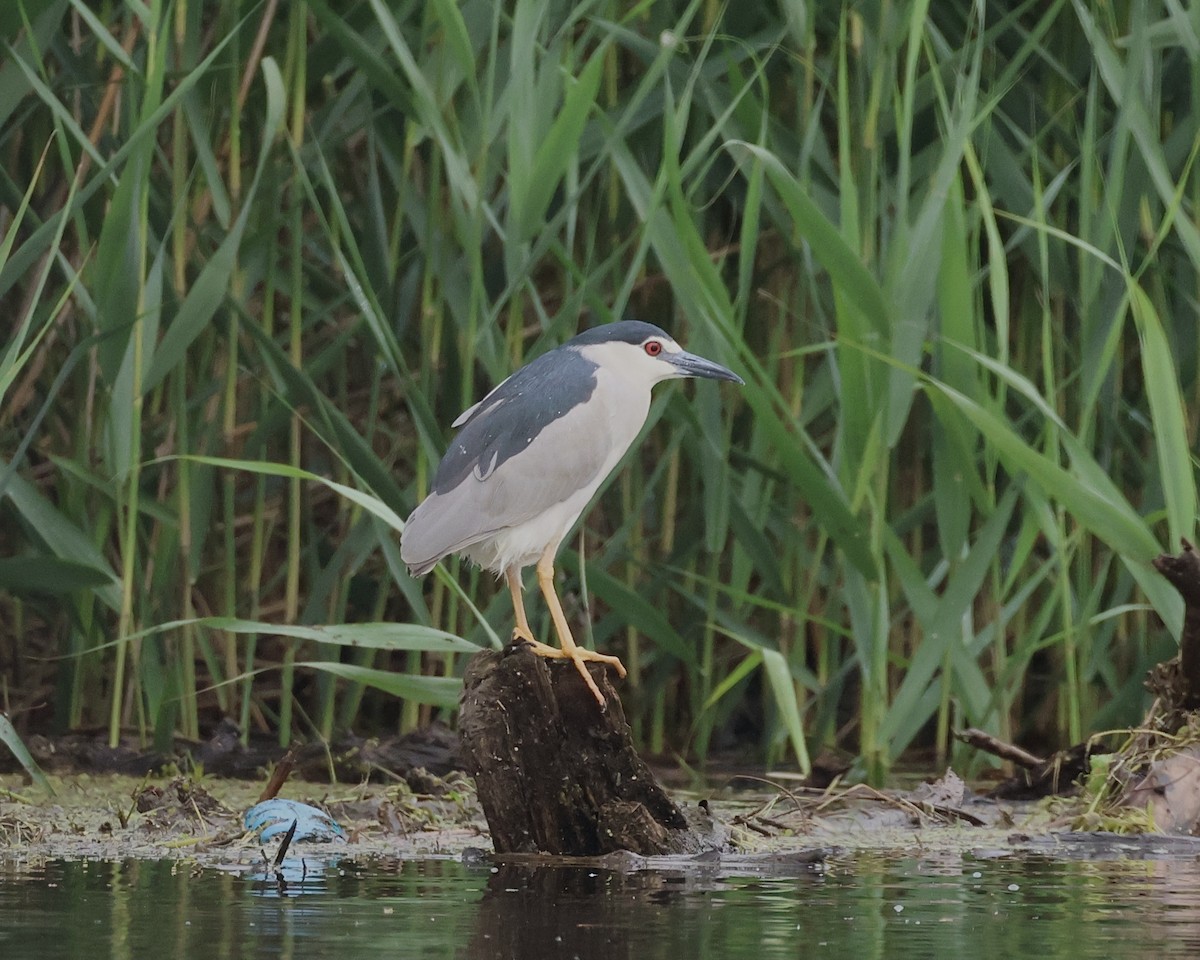 Black-crowned Night Heron - Sam Shaw