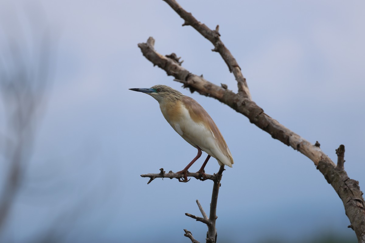 Squacco Heron - ML619272937