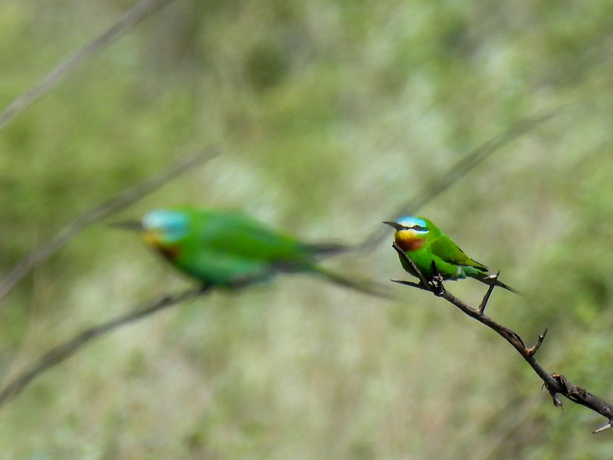 Blue-cheeked Bee-eater - Anastasiya Dragun