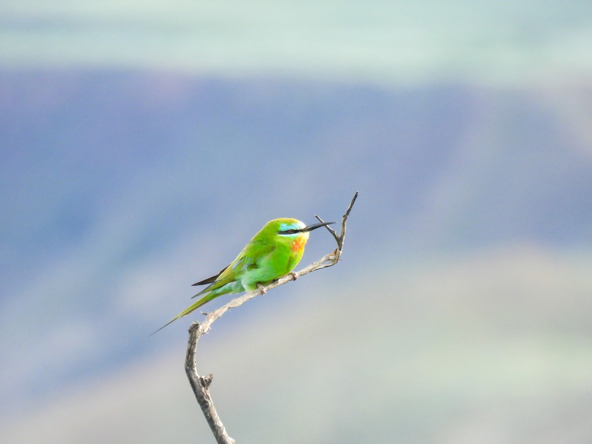 Blue-cheeked Bee-eater - Anastasiya Dragun