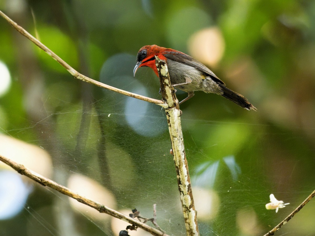 Crimson Sunbird - Evelyn Lee