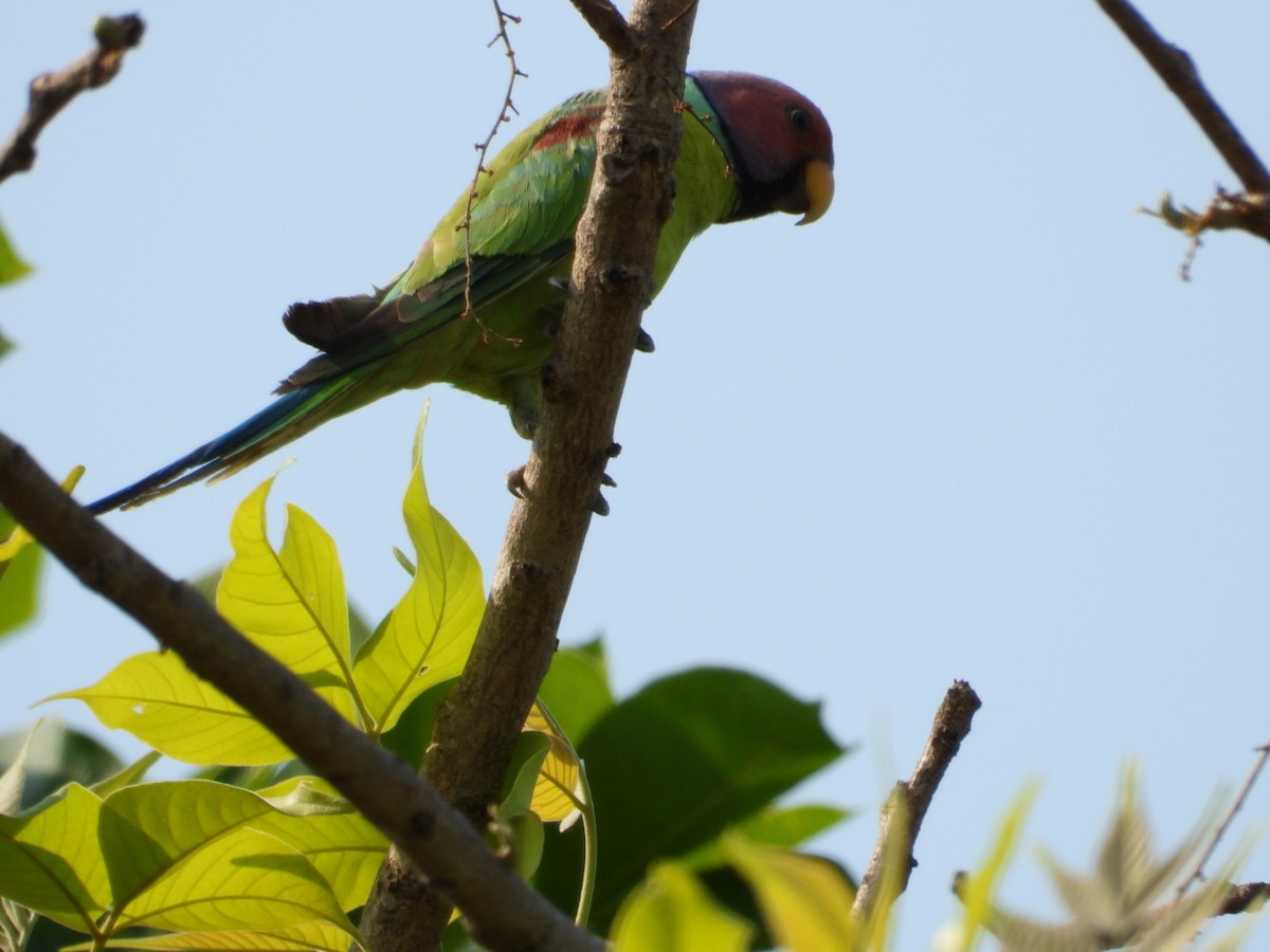 Plum-headed Parakeet - VANDANA MOON