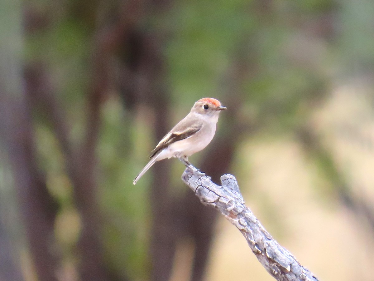 Red-capped Robin - Chunhong LIU