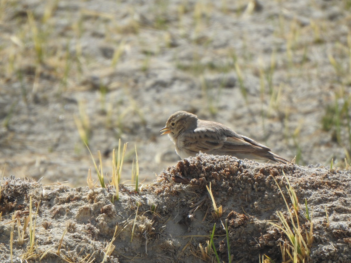 Hume's Lark - ML619272961