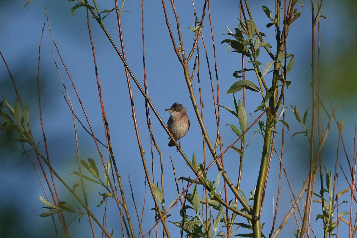 Greater Whitethroat - Ray Scally