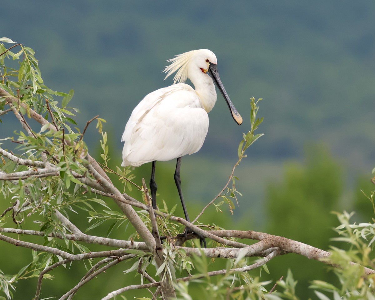 Eurasian Spoonbill - ML619272969