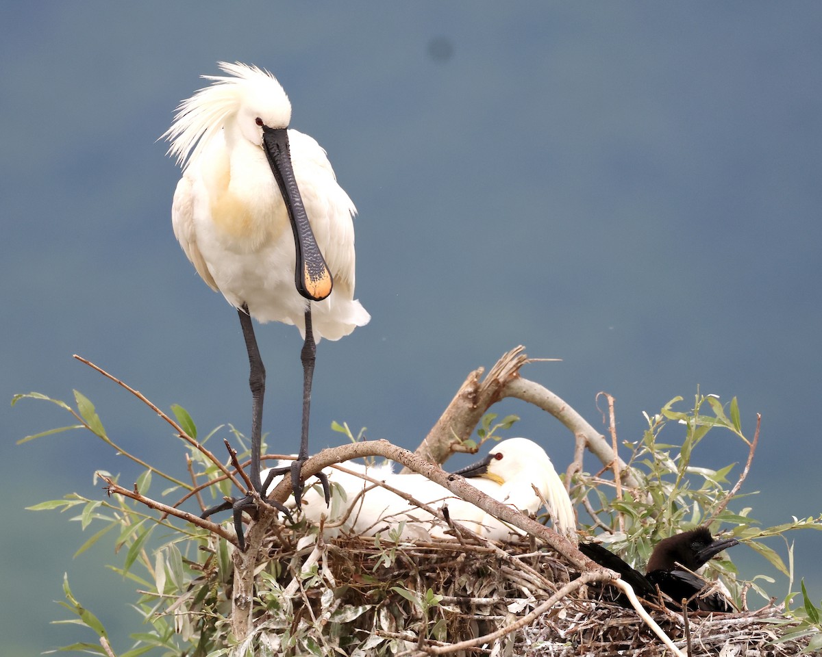 Eurasian Spoonbill - ML619272970