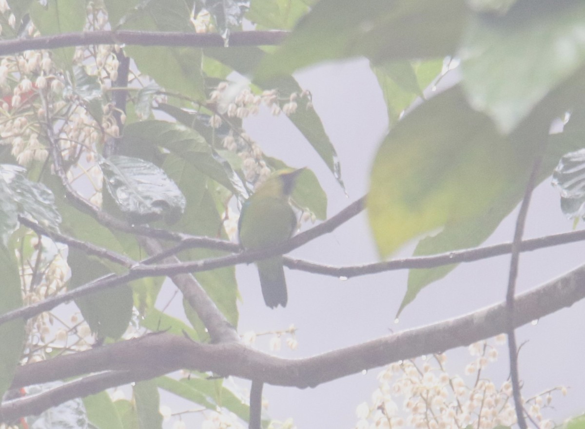 Blue-winged Leafbird - Praveen H N