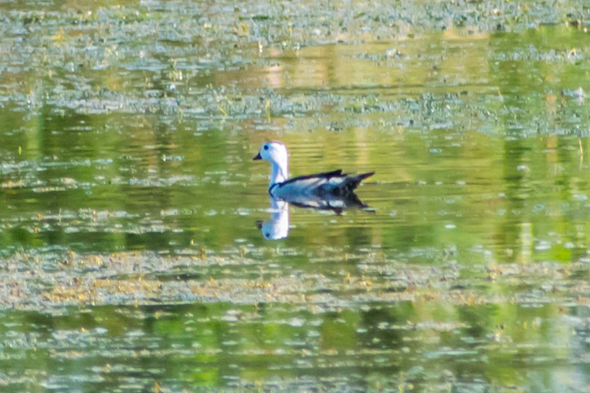 Cotton Pygmy-Goose - Prem swaroop Kolluru