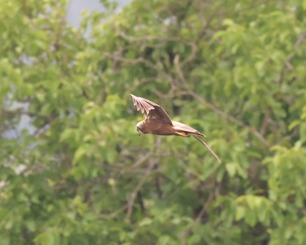 Western Marsh Harrier - ML619272993