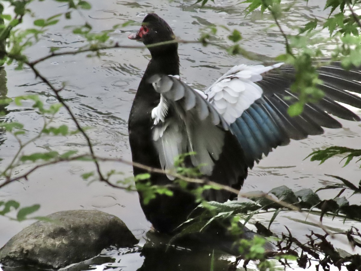 Muscovy Duck (Domestic type) - Megumi Yoshio