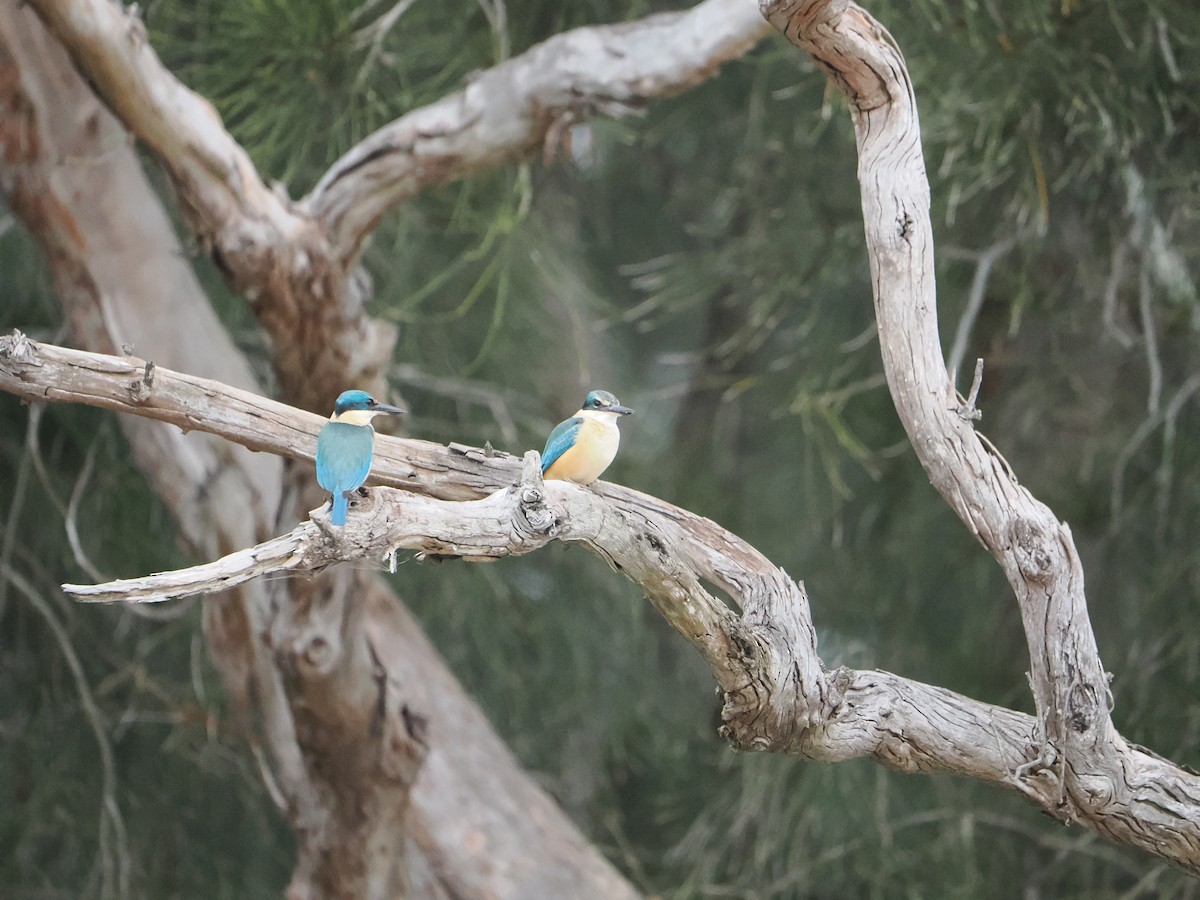 Sacred Kingfisher - ML619273007