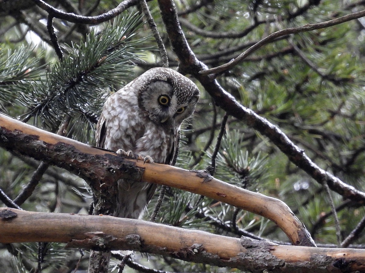 Boreal Owl - Alfonso Rodrigo