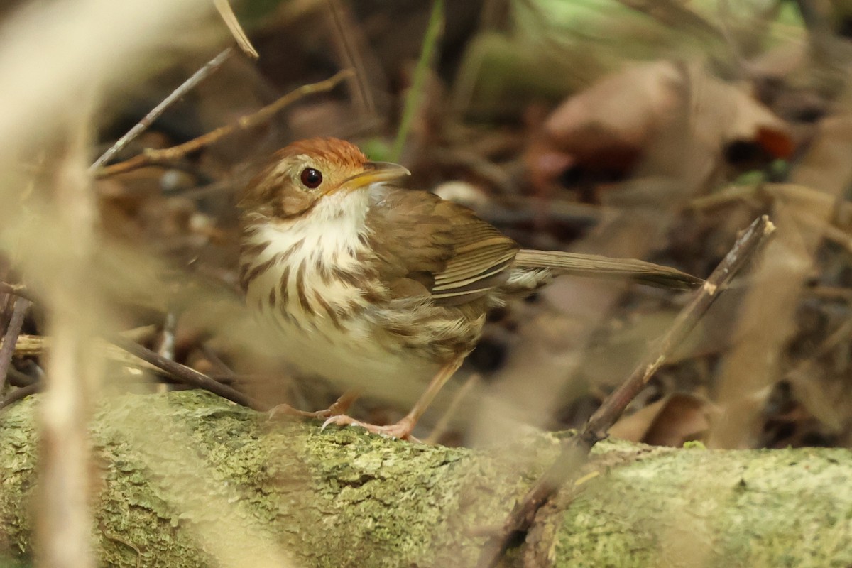 Puff-throated Babbler - Phuwarin Suchartbunmak