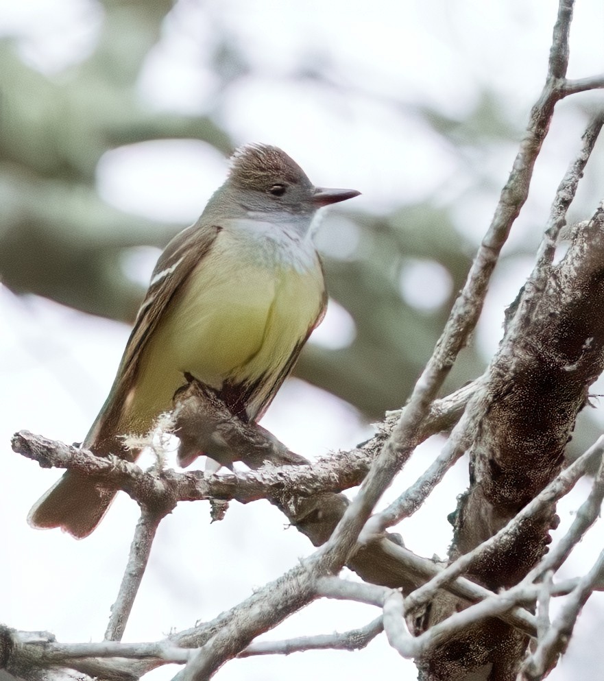 Great Crested Flycatcher - ML619273026