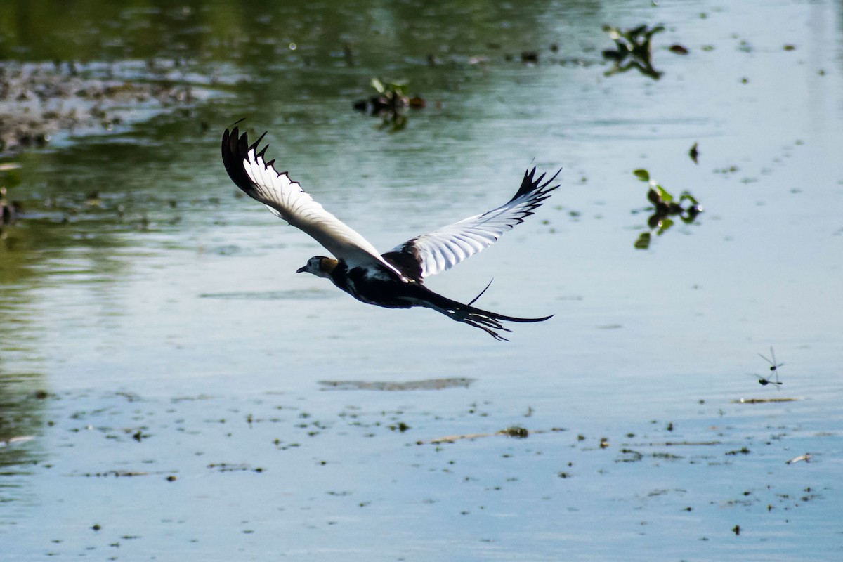 Pheasant-tailed Jacana - Prem swaroop Kolluru