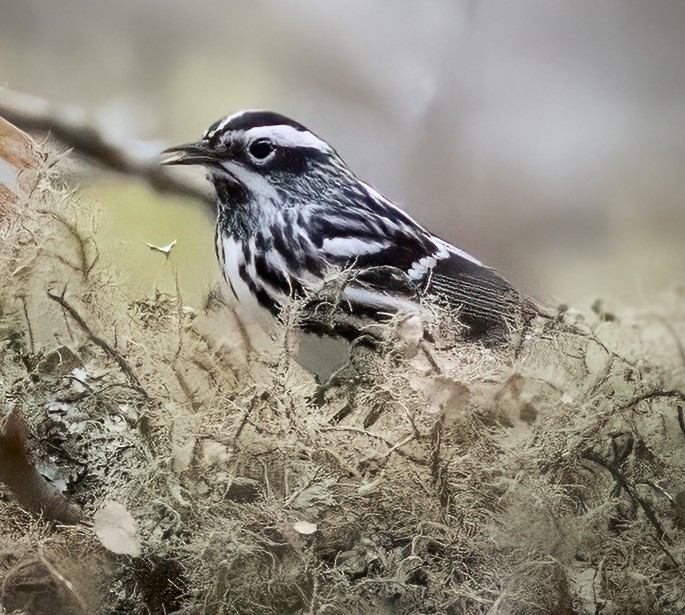 Black-and-white Warbler - ML619273031