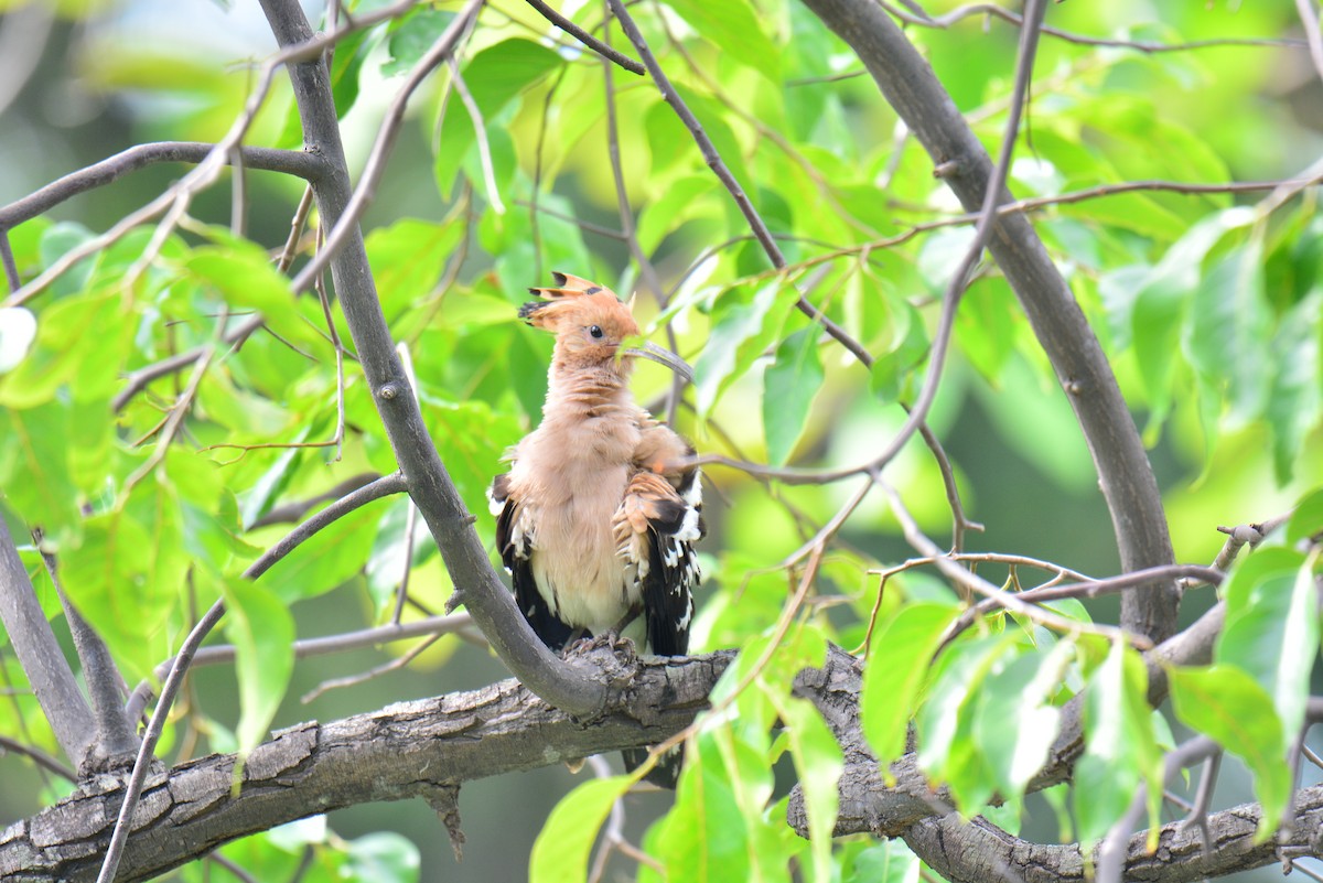 Eurasian Hoopoe - Jukree Sisonmak