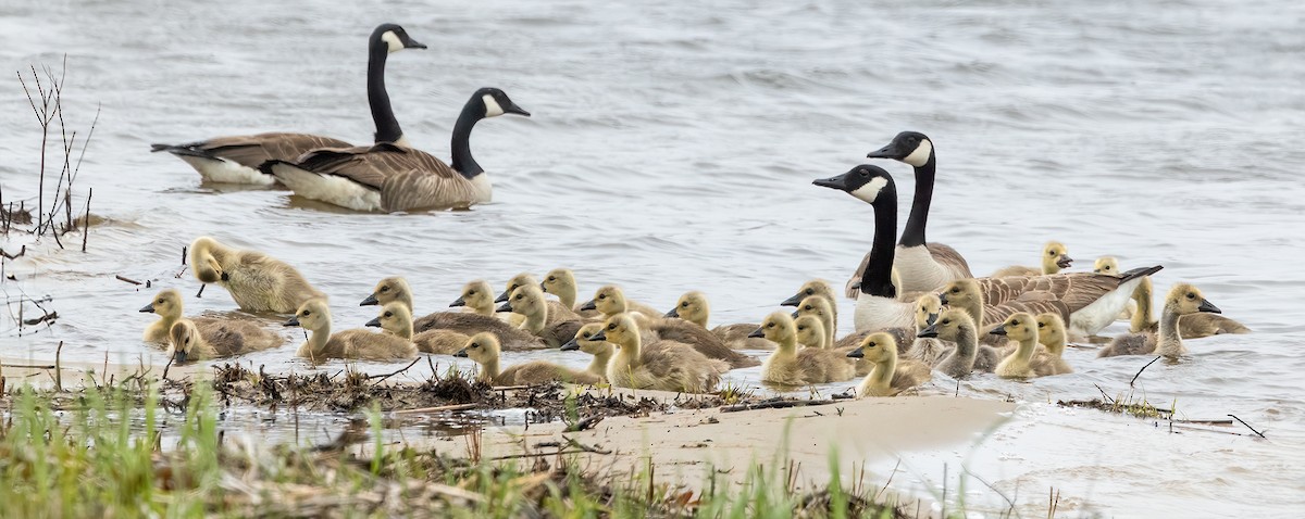 Canada Goose - Tom Griswold