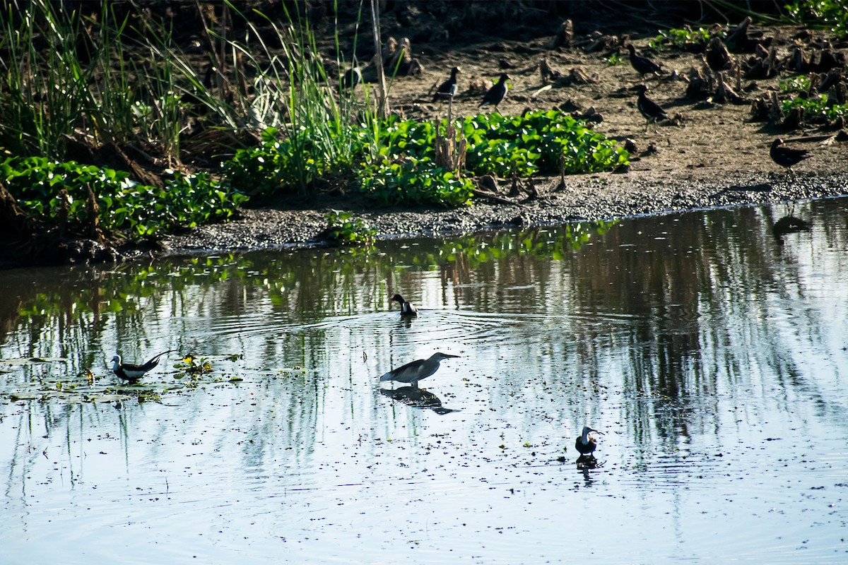 Indian Pond-Heron - Prem swaroop Kolluru