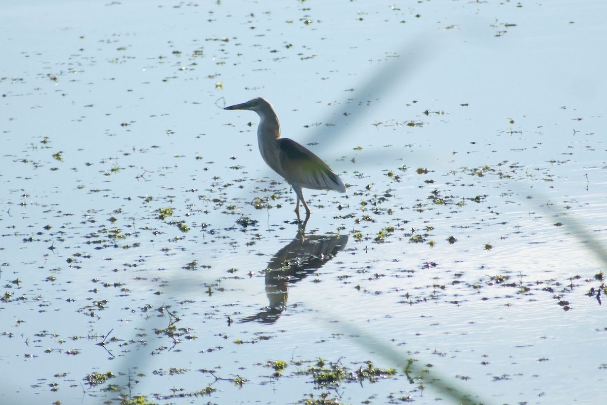 Indian Pond-Heron - Prem swaroop Kolluru