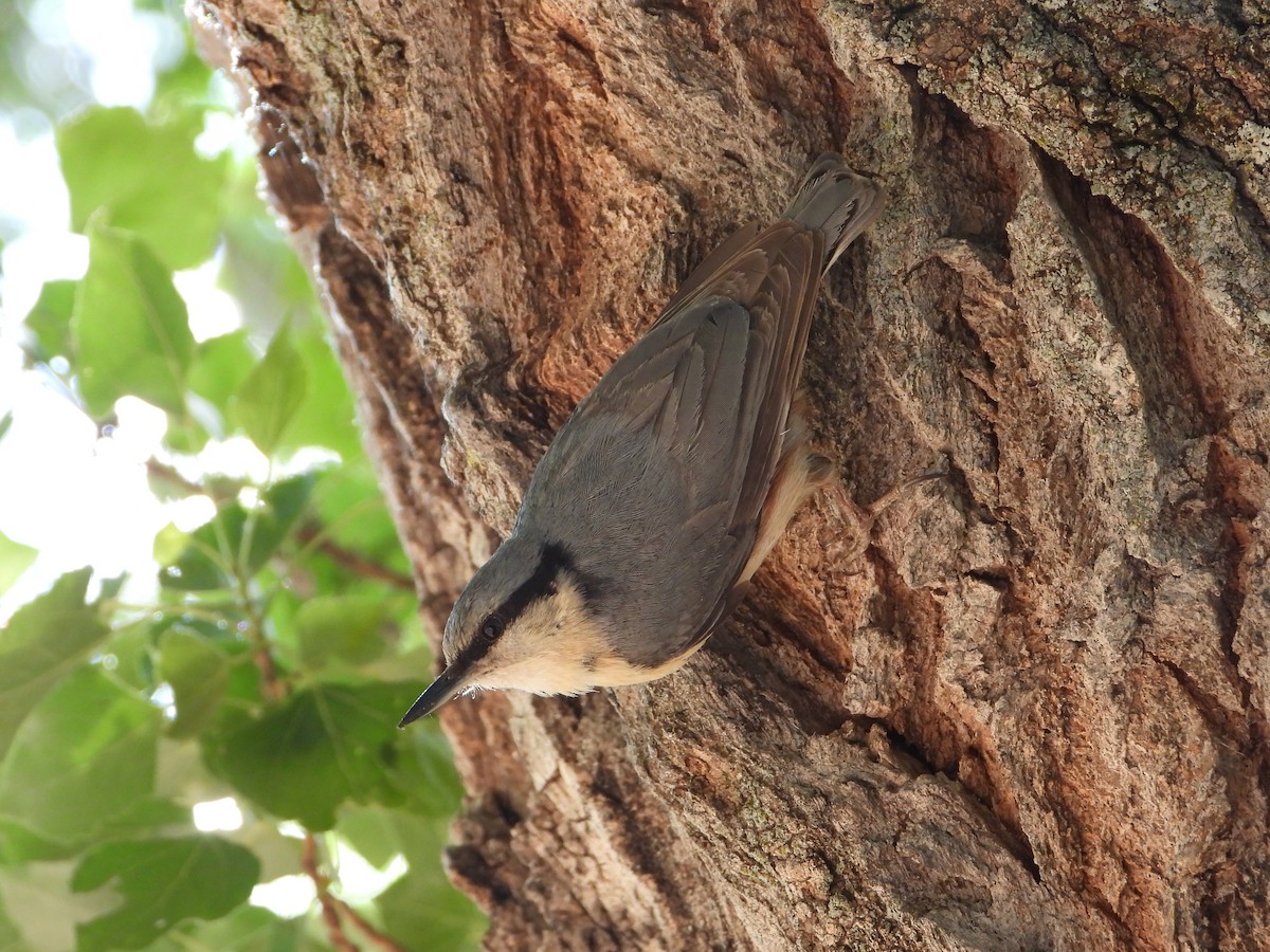 Eurasian Nuthatch - ML619273070