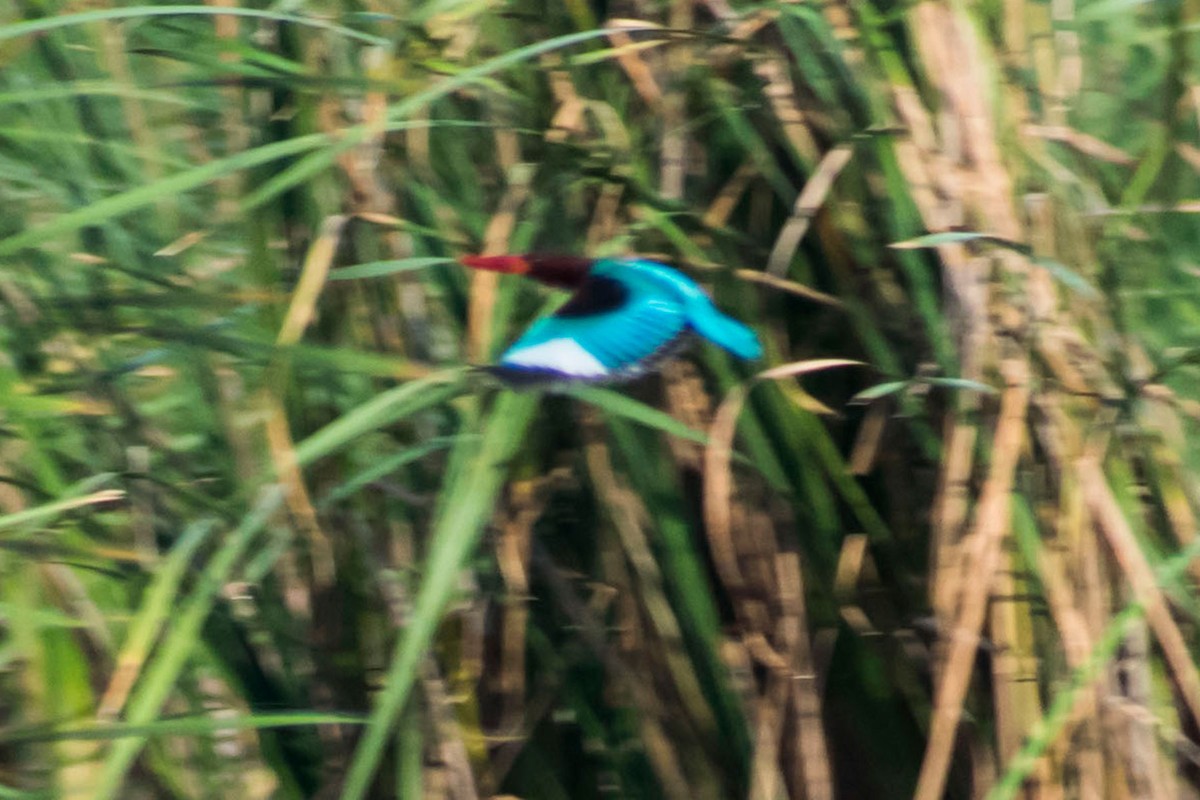 White-throated Kingfisher - Prem swaroop Kolluru