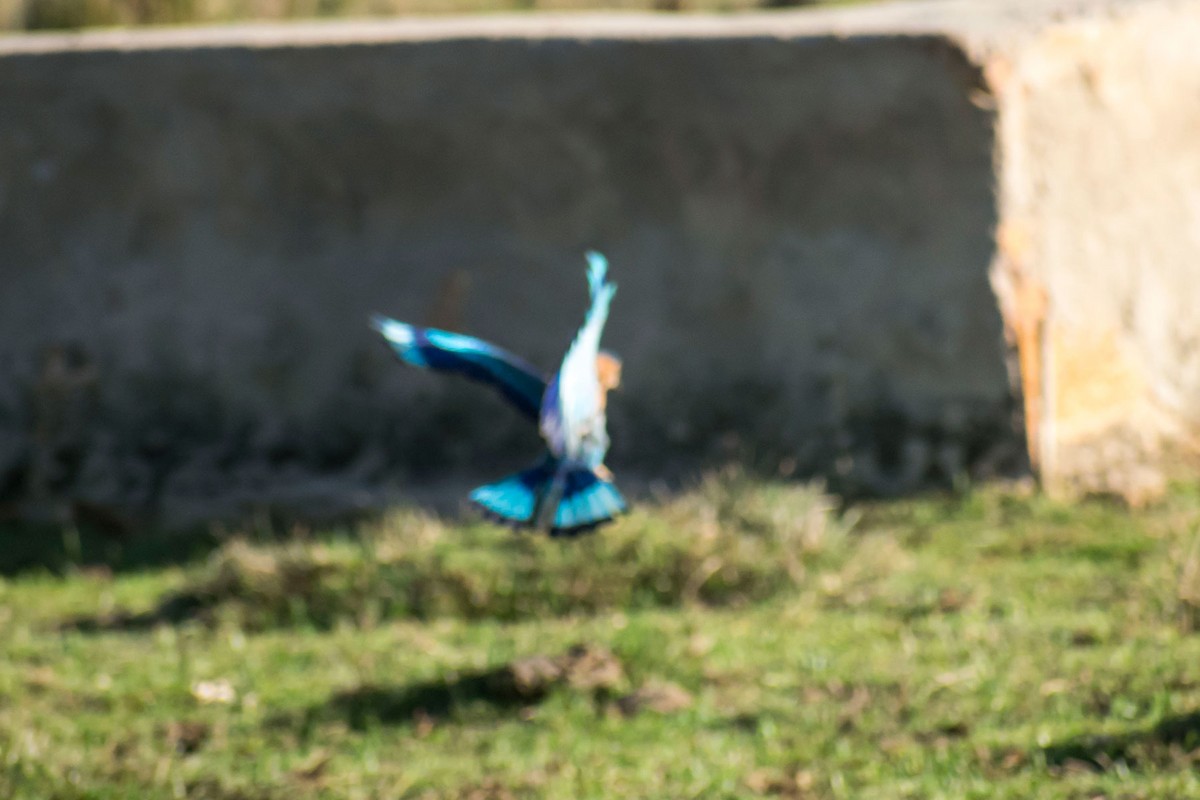 Indian Roller - Prem swaroop Kolluru